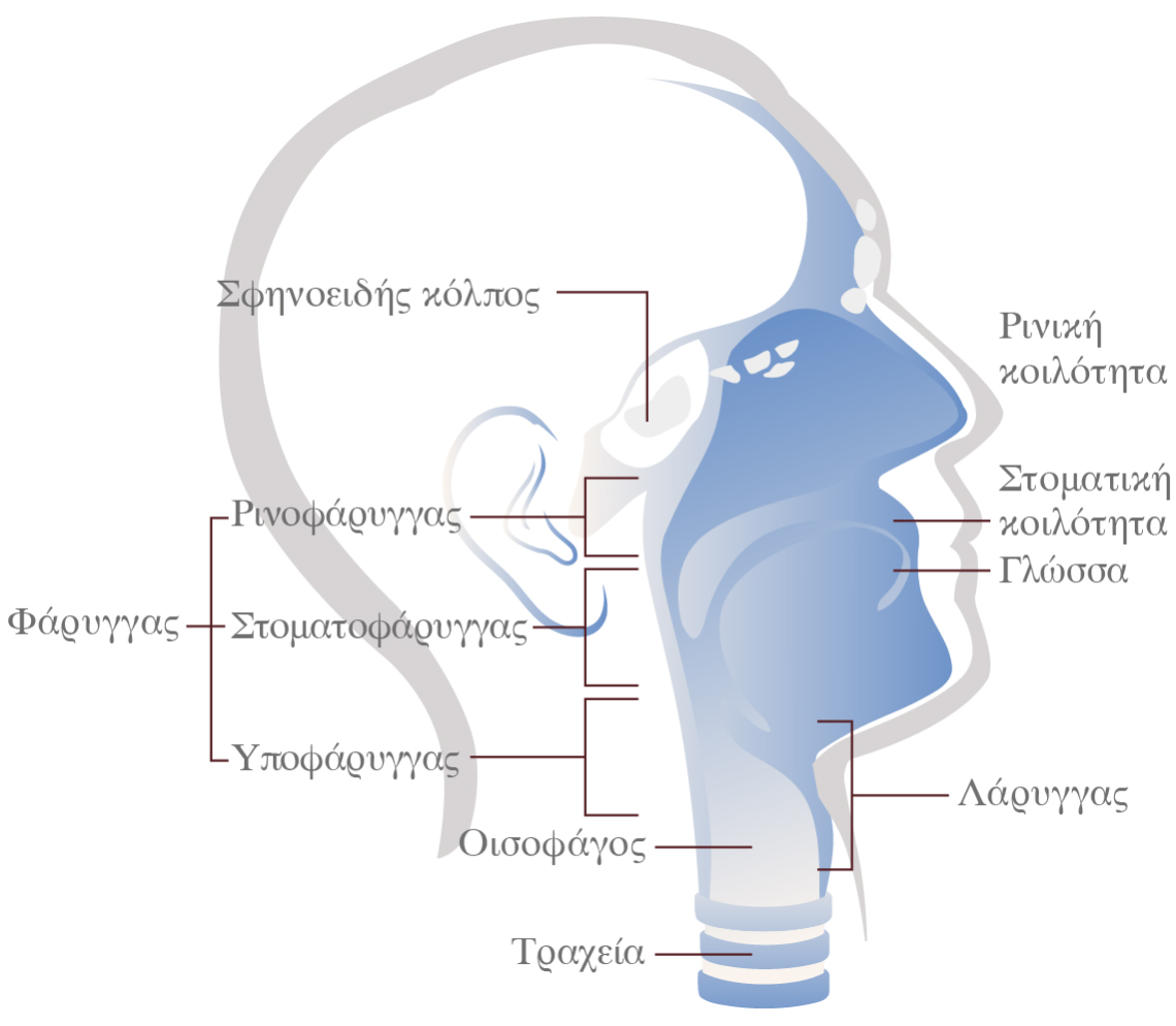 καρκινος λάρυγγα φάρυγγα